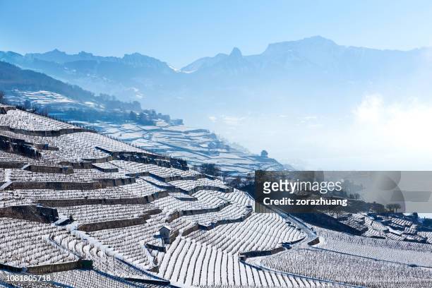 wijngaarden van het lavaux bij winter zonsopgang, zwitserland - winter wonder land stockfoto's en -beelden