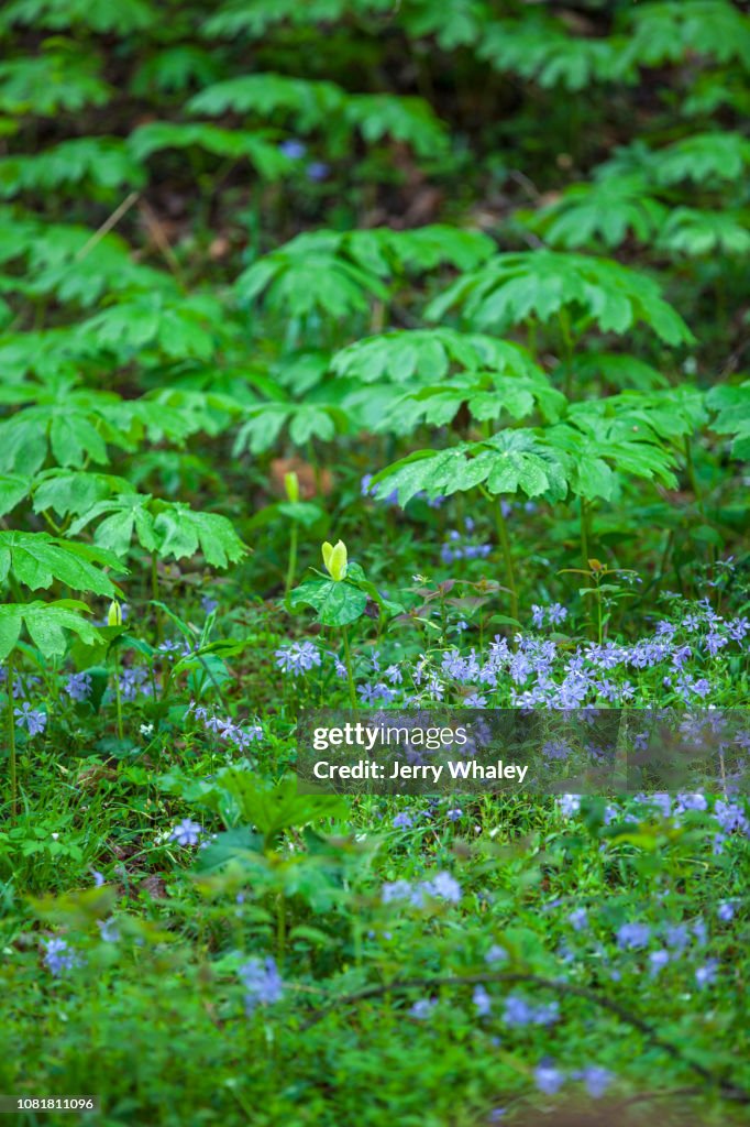 Mayapple, Phlox & Trillium