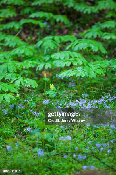 mayapple, phlox & trillium - podophyllum peltatum stock pictures, royalty-free photos & images