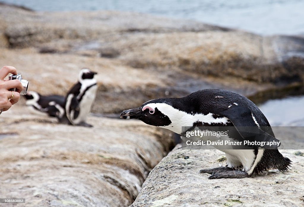 African penguins