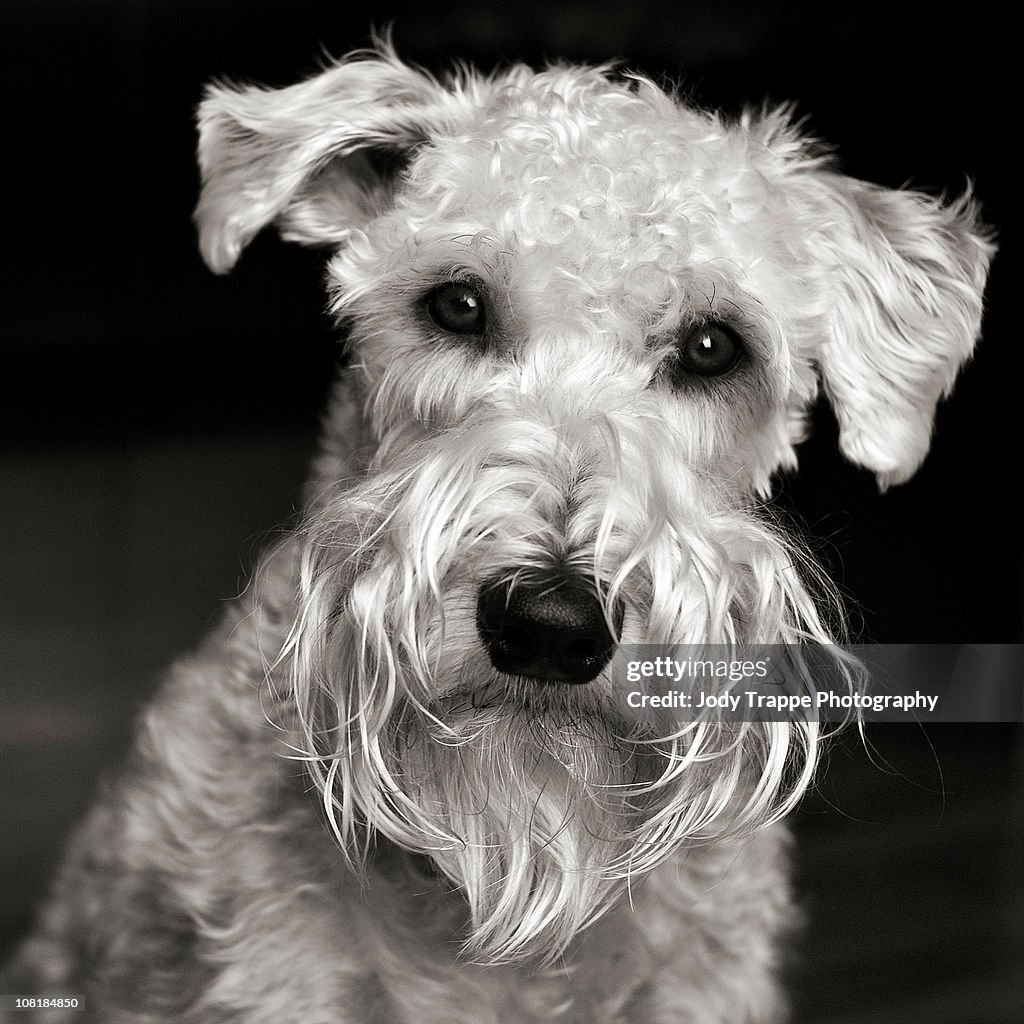 Wheaten terrier