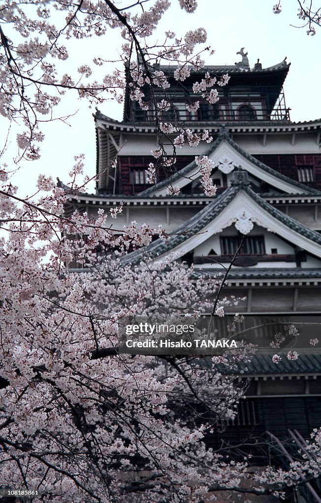 Hiroshima castle and sakura