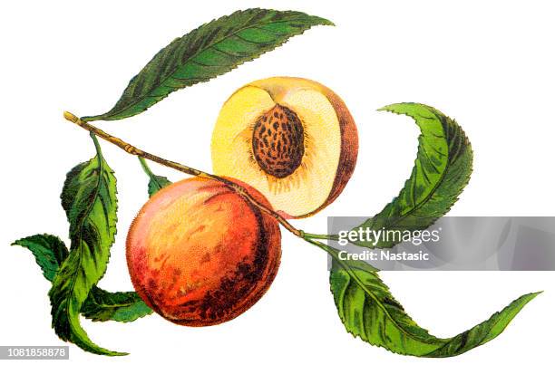 5 086点の桃の木のストックフォト Getty Images 5 086点の桃の木のストックフォト Getty Images