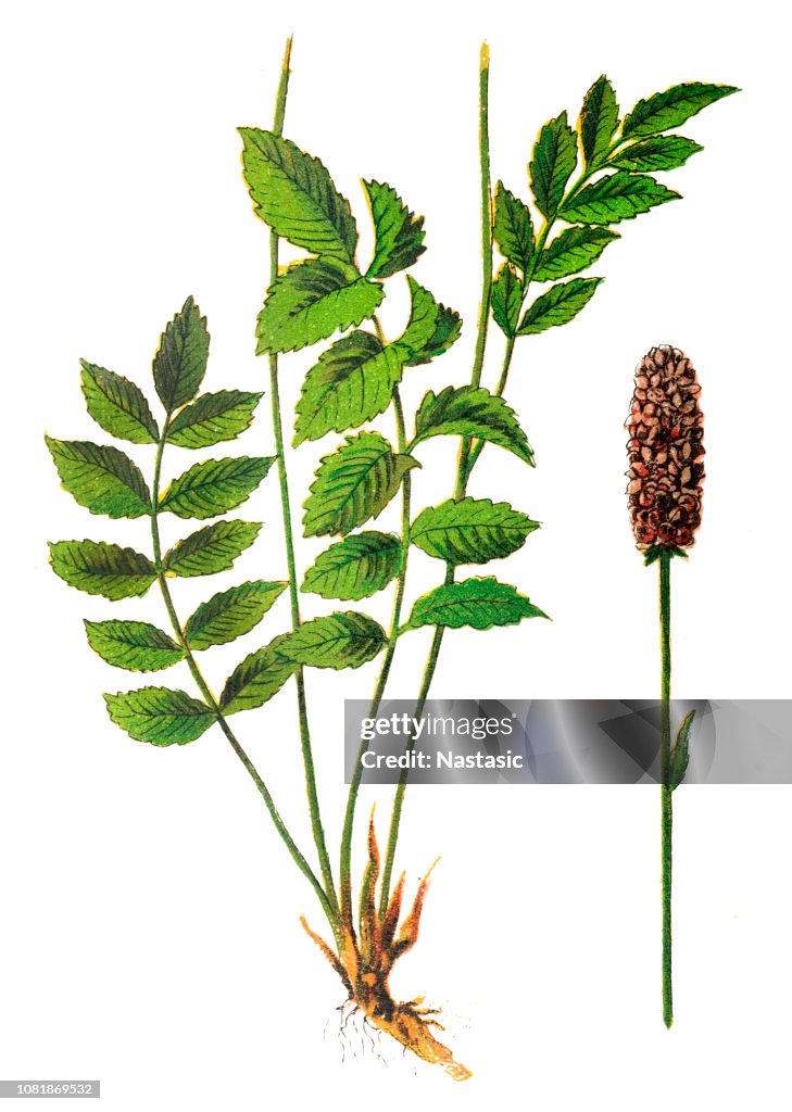Great Burnet, Sanguisorba officinalis