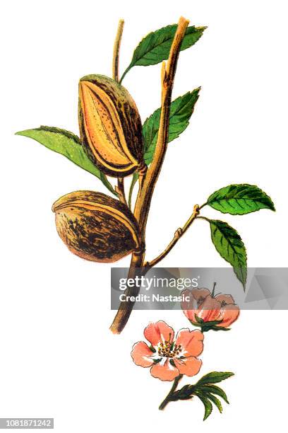 the almond (prunus dulcis, syn. prunus amygdalus) - almond stock illustrations