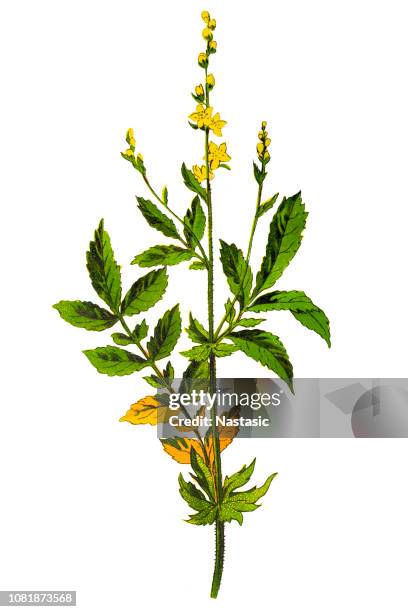 stockillustraties, clipart, cartoons en iconen met agrimonia eupatoria gewone agrimonie, kerktorens of genoemd sticklewort. - agrimonia-eupatoria