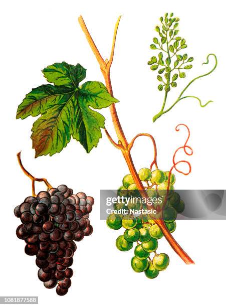 stockillustraties, clipart, cartoons en iconen met vitis vinifera (gemeenschappelijk wijnstok) - grapes on vine