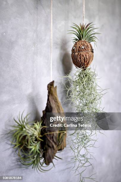 air plants hanging on a concrete wall - air plant stock pictures, royalty-free photos & images