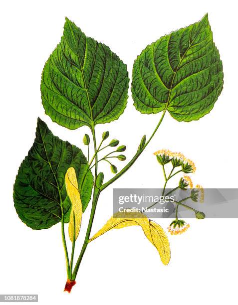 tilia cordata (kleinblättrige linde, littleleaf linden, kleinblättrige linde) - amerikanische linde stock-grafiken, -clipart, -cartoons und -symbole