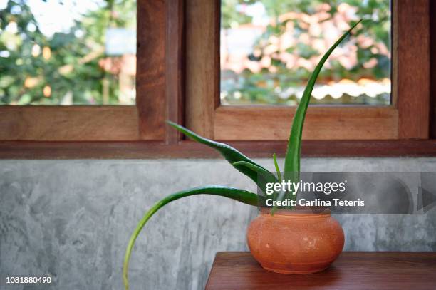 aloe vera on a wooden table - aloe vera plant stock pictures, royalty-free photos & images