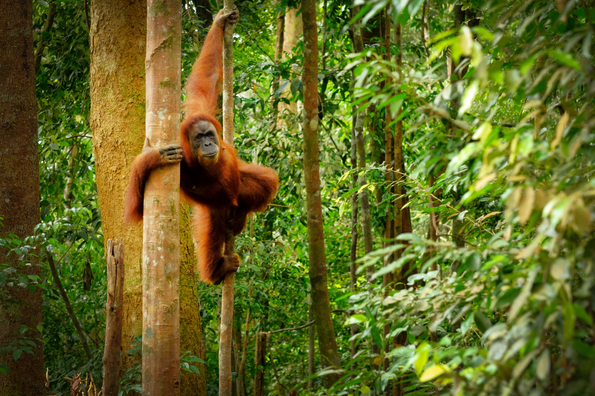borneo jungle