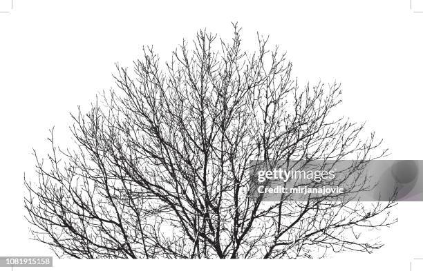 baum zweige hintergrund - kahler baum stock-grafiken, -clipart, -cartoons und -symbole