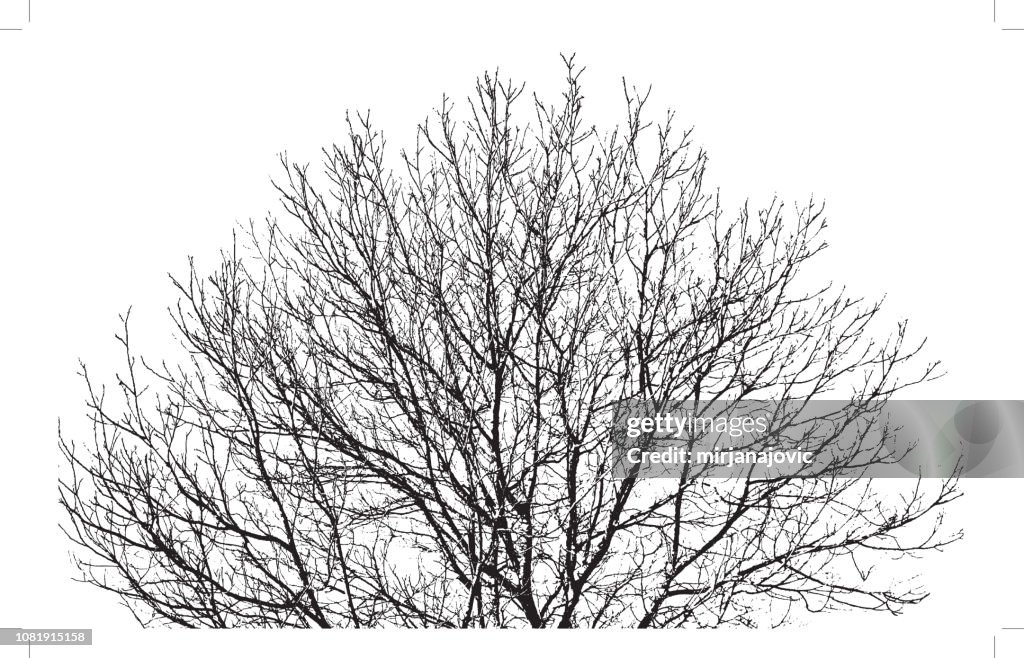 Tree Branches Background