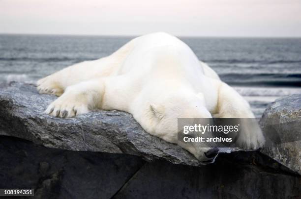 polar bear lying on rock with sea in background - bear lying down stock pictures, royalty-free photos & images