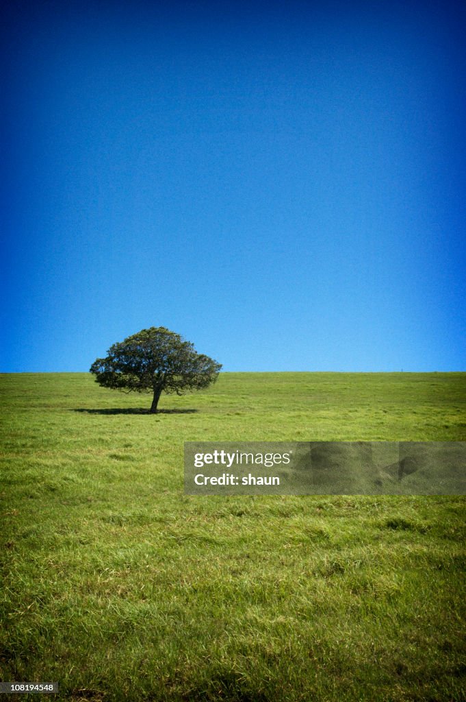 Arbre solitaire dans un champ vert contre le ciel bleu