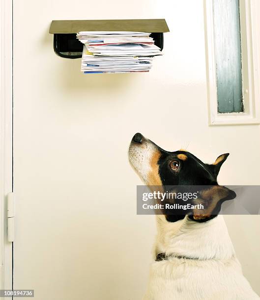 jack russell and the post - rearing up stockfoto's en -beelden