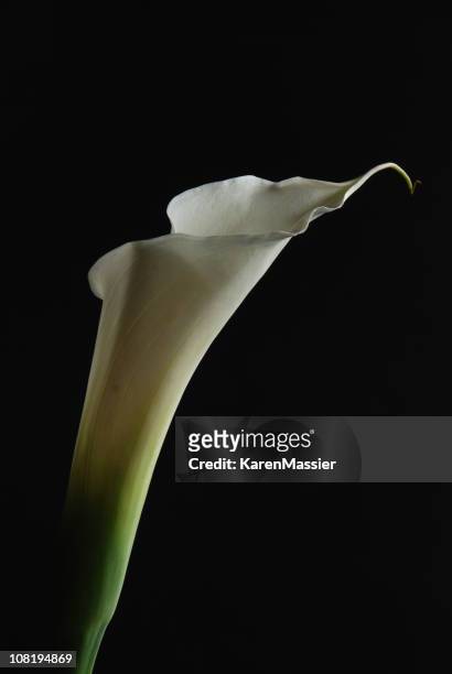calla-lilie auf schwarz - calla lilies white stock-fotos und bilder