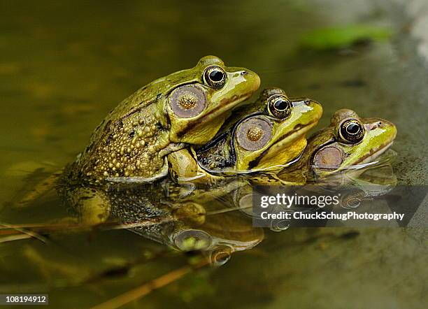 frog sex amphibian piggyback mating - mating stock pictures, royalty-free photos & images