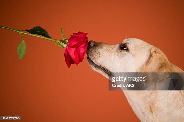 labrador retriever hund riechen rosen, orange hintergrund - hunds rose stock-fotos und bilder