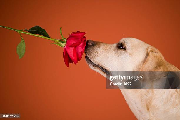 labrador retriever cane annusare rosa sfondo arancione - labrador rose foto e immagini stock