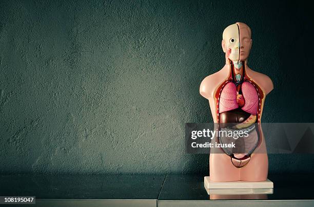 academic model of human body - intestine anatomy stock pictures, royalty-free photos & images