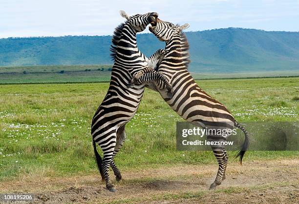 zwei zebras bekämpfung in afrika - mountain zebra nationalpark stock-fotos und bilder