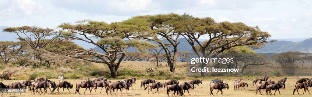 African Safari Wildebeest Migration With Acacia Trees Panorama