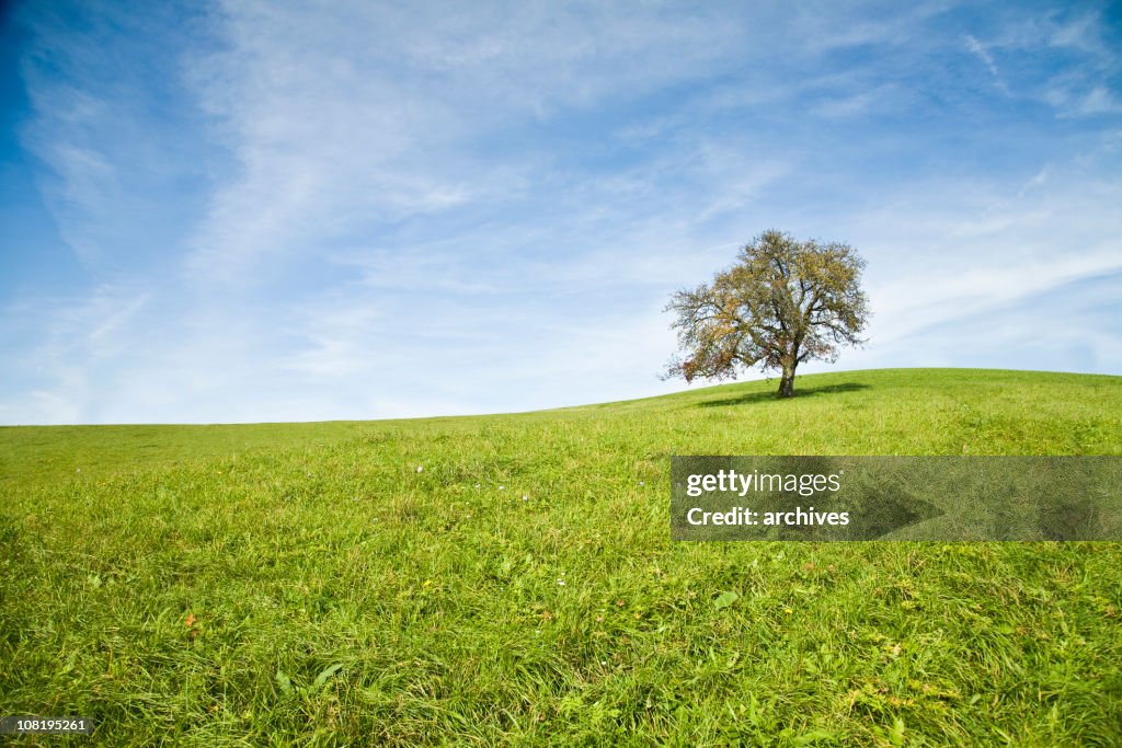 Lone Tree in Green Meadow with Blue Sky