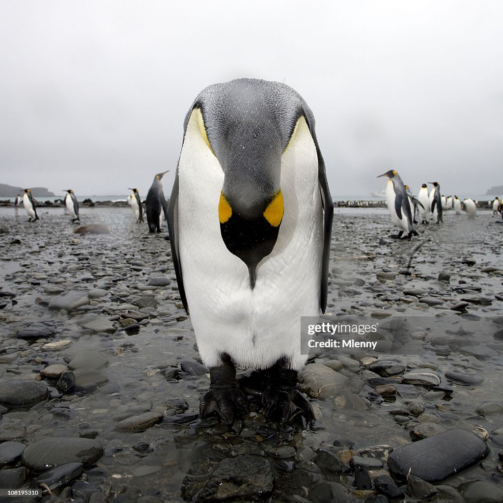 Bowing King Penguin