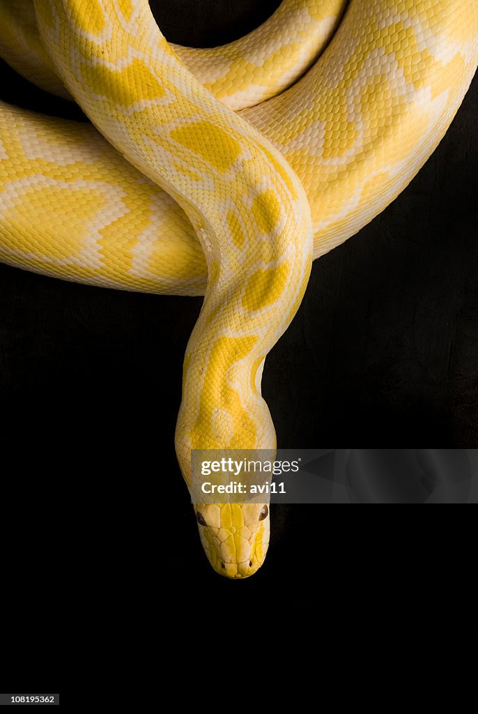 Burmese Yellow Python, Isolated on Black
