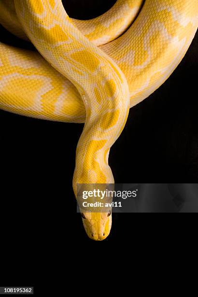 burmese yellow python, isolated on black - yellow burmese python stock pictures, royalty-free photos & images