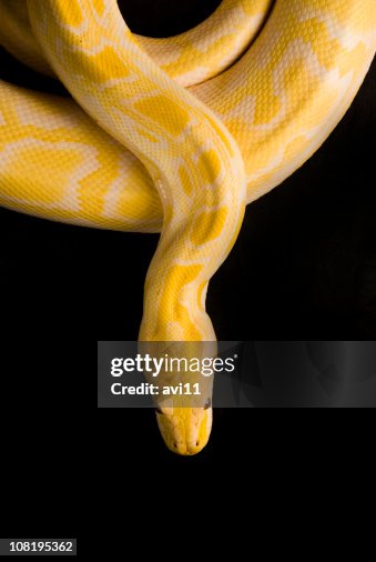 Burmese Yellow Python, Isolated on Black Burmese Yellow Python, Isolated on Black