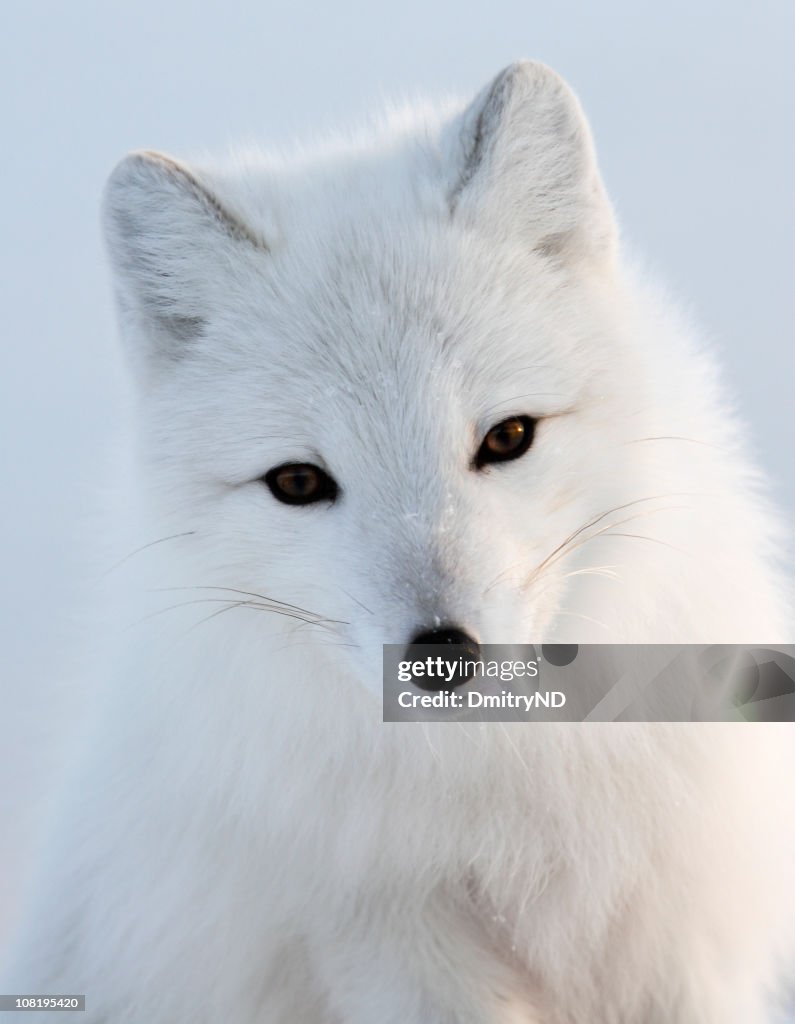 Porträt von White Polar Fox