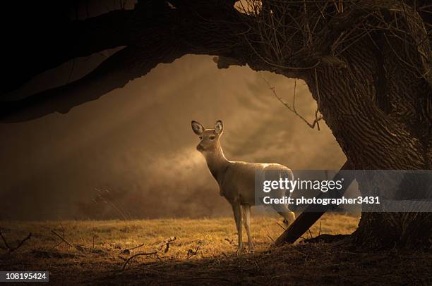 deer on a cold winter morning - witstaarthert stockfoto's en -beelden