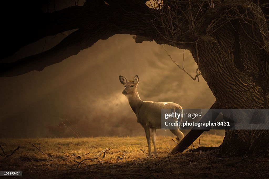 Deer on a cold winter morning