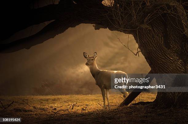 deer on a cold winter morning - white tailed deer stock pictures, royalty-free photos & images