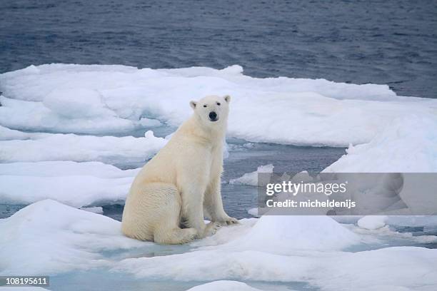 polar bear - north pole stock pictures, royalty-free photos & images