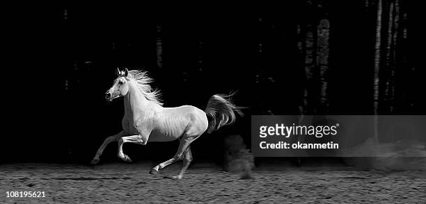 horse in corral, black and white - arabische volbloed stockfoto's en -beelden