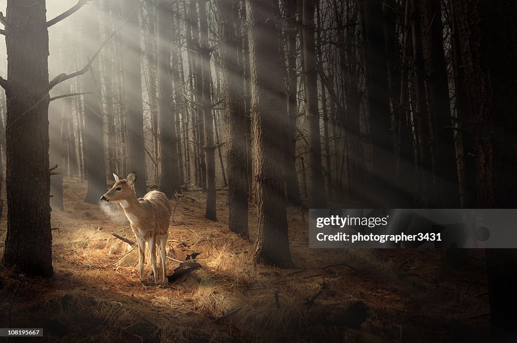 Deer bañándose en la luz del sol