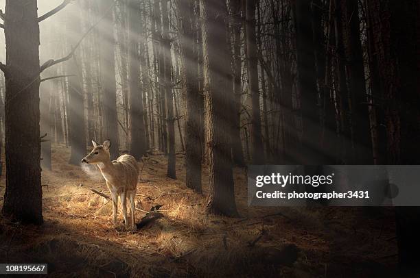 deer bathing in sunlight - animal den stockfoto's en -beelden