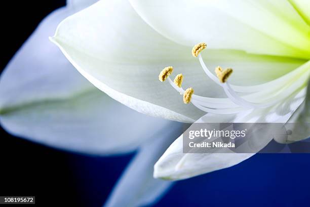 close-up of white flower - belladonna stock pictures, royalty-free photos & images