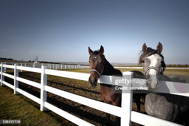 zwei pferde in der pasture - grautier pferdeartige stock-fotos und bilder