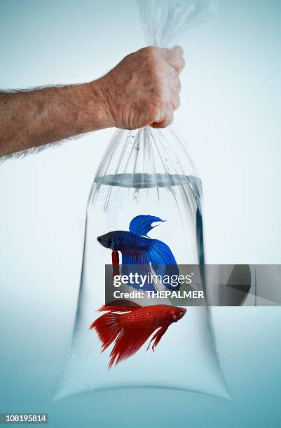 peaceful bettas - tropical fish stock pictures, royalty-free photos & images