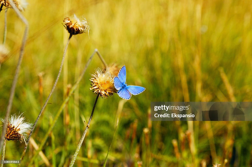 Blue Butterfly Landing on Flower in Field