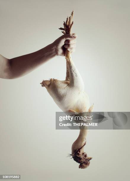 very dead chicken - scared chicken stock pictures, royalty-free photos & images