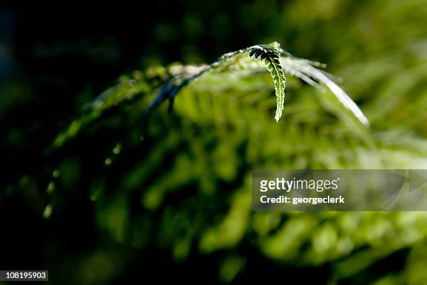 fern frond close-up - frond stock pictures, royalty-free photos & images