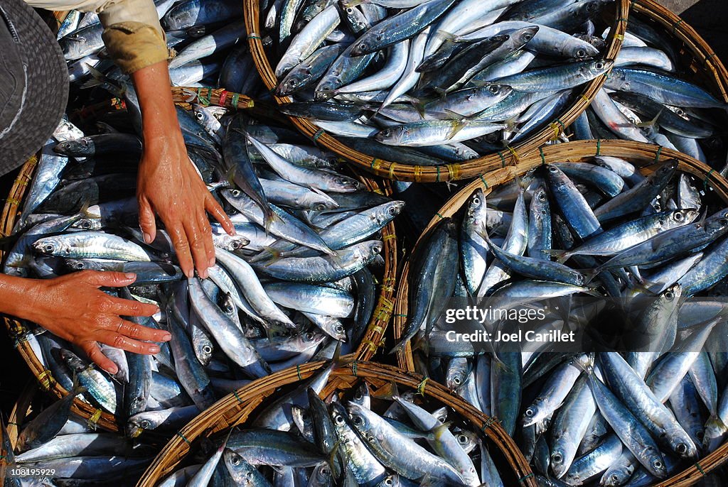 Woman's Hands in baskets of fish in Hoi An, Vietnam