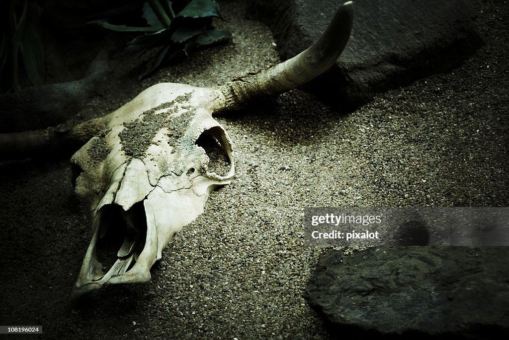 Cattle Skull Buried in Sand