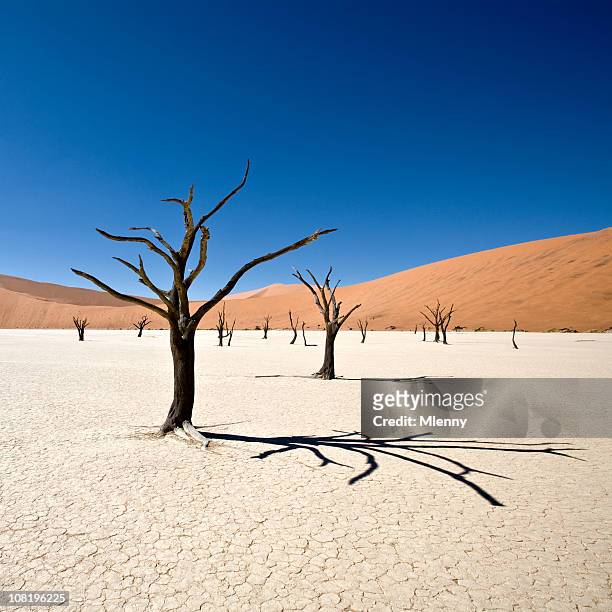 beautiful desert dead vlei - dead vlei stockfoto's en -beelden