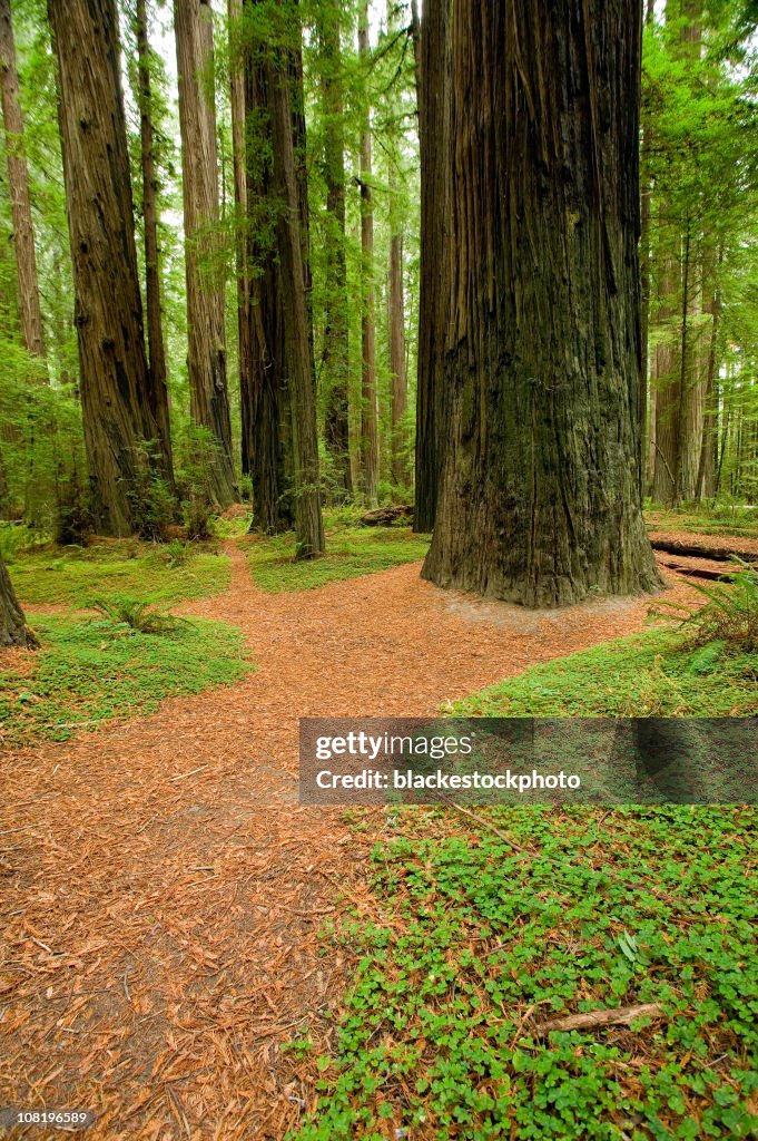 Foot Path Tree Footpath Meandering Through Redwood Tree Forest High-Res Stock Photo ...